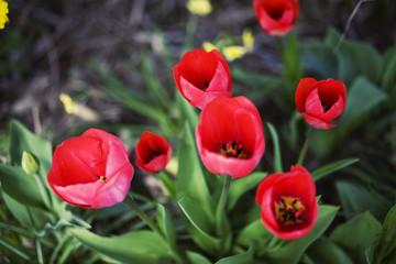 Red Tulips