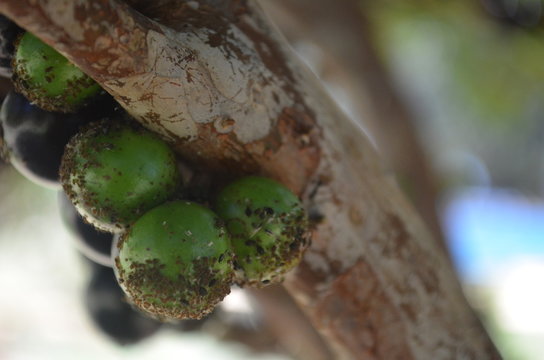 P&eacute; de Jaboticaba