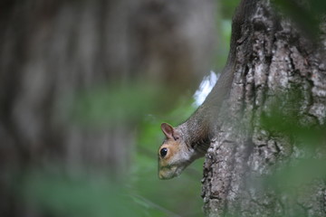 Squirrel on a tree