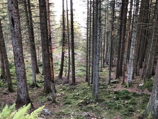 Obraz premium Bergen Woods trees 