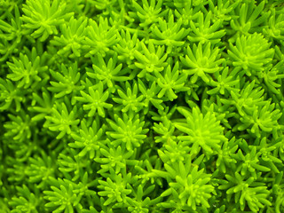 Fototapeta premium plant background 植物の背景素材