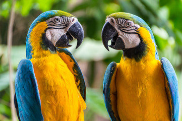 Two blue & yellow Parrots facing each other