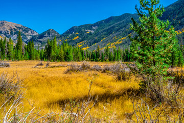 Beautiful Fall Hike in Aspens in Grand Lake, Colorado
