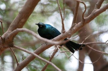 Senegal Bird, Bandia