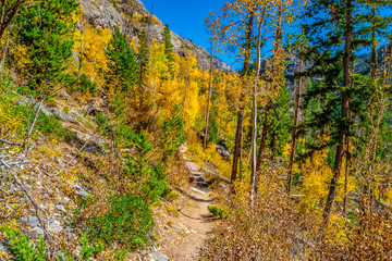 Fototapeta na wymiar Beautiful Fall Hike in Aspens in Grand Lake, Colorado