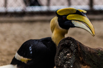 a hornbill bird © macs1971