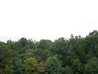 하얀 하늘과 단풍으로 물들기 시작하는 나무들