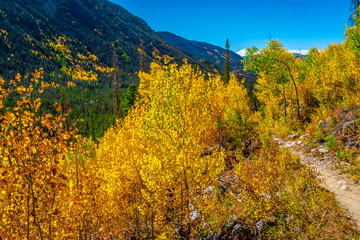 Fototapeta premium Beautiful Fall Hike in Aspens in Grand Lake, Colorado