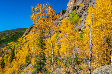 Fototapeta premium Beautiful Fall Hike in Aspens in Grand Lake, Colorado