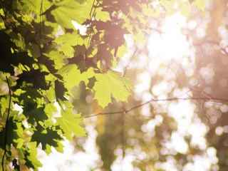 Maple tree in autumn