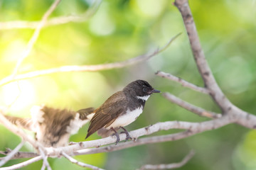 Two birds (Malaysian Pied Fantail) in nature wild