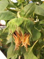 Sun Always goes down