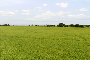 The green ricefield as seen from the train going to Trincomalee