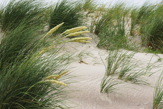 In den D&uuml;nen am Graswader in Heiligenhafen an der Ostsee, Schleswig-Holstein