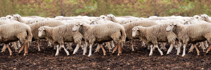 Sad muzzle sheep livestock. Group wool agriculture meadow animal