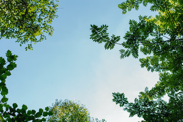 Fototapeta premium Different green leaves on the tree on sunny day