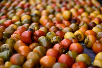 Fresh harvested tropical peach palm fruit, chontaduro, or pejibaye from the Bactris Gasipaes palm tree in Costa Rica, Central America.