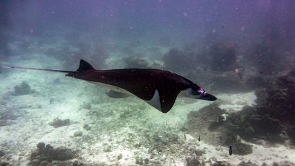 Manta ray in Indian Ocean, Maldives.