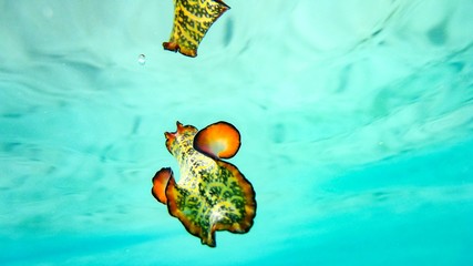 Colorful nudibranch sea slug hovering, spanish dancer, Maldives.