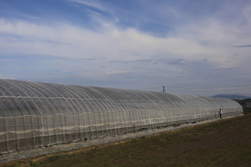 ビニールハウス