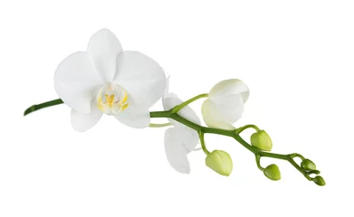 Crédence de cuisine en verre imprimé Orchidée Orchidée papillon sur blanc