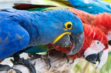 Loro azul en primer plano acompañado de otros loros al fondo
