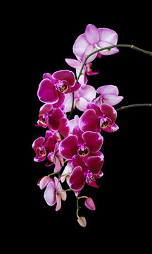 Fototapeta Dark red orchid flowers on black