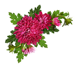 Purple chrysanthemum flowers in a corner arrangement