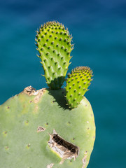 Grüne Kaktusblätter vor blauem Meer im Hintergrund, Elba, Italien