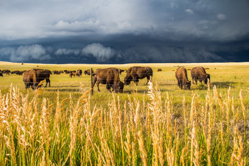 A herd of bison graze on the sunlit plains as a dark storm approaches.