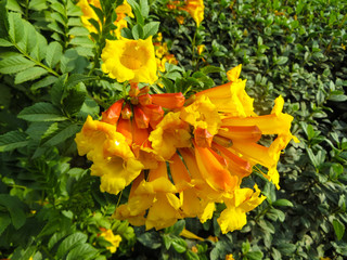 Beautiful flowers of Kampsis of large yellow color