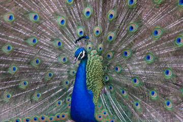 Fototapeta na wymiar Peacock showing bright colorful plumes and feathers 