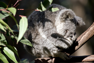 Fototapeta premium koala joey