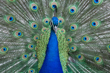 Obraz premium Peacock displaying vibrantly colored feathers and plumage