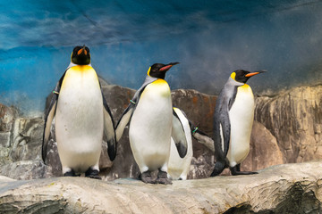Fototapeta premium Pingüinos