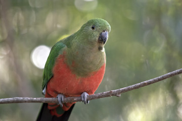 Australian King Parrot