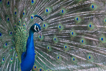 Fototapeta na wymiar Peacock with bright and colorful plumage and feathers on display