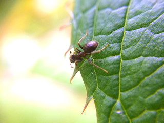 Ant looking over defocused macro green leaf edge