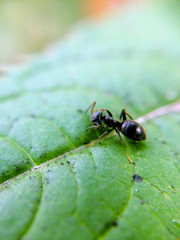 Ant sitting on the zoomed green leaf with blurred edges