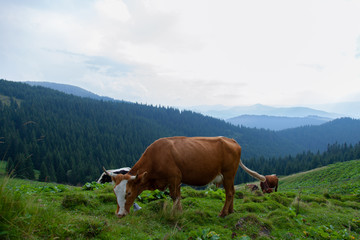 Fototapeta na wymiar cows on a high mountain farm in summer