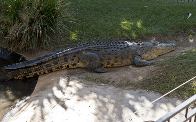 salt water crocodile