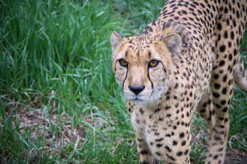 Cheetah in green grass looking up