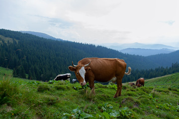 Fototapeta premium cows on a high mountain farm in summer