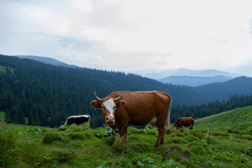 cows on a high mountain farm in summer