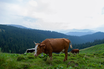 Fototapeta na wymiar cows on a high mountain farm in summer