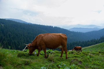 cows on a high mountain farm in summer