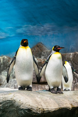 Fototapeta premium Pingüinos