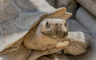 Obraz premium Tortuga
