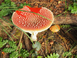 The red mushroom Amanita muscaria, commonly known as the fly agaric or fly amanita