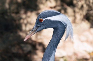 Grulla